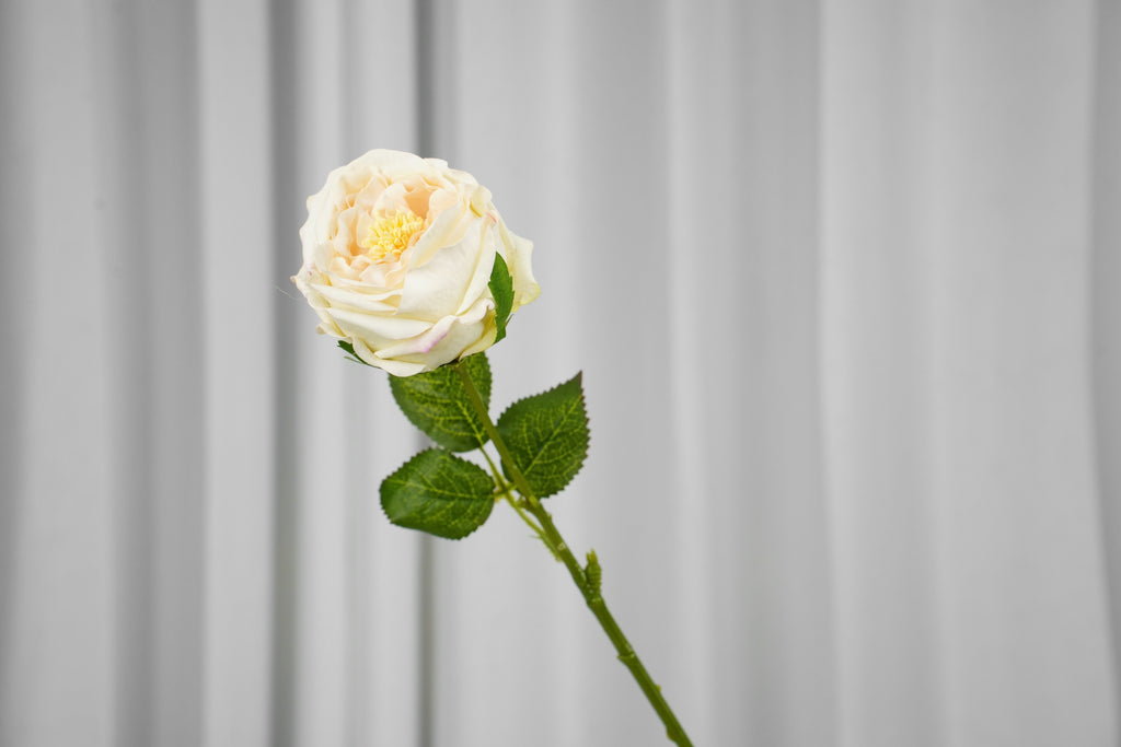 Aurelia Austin Rose Stem, 44 cm