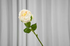 Aurelia Austin Rose Stem, 44 cm