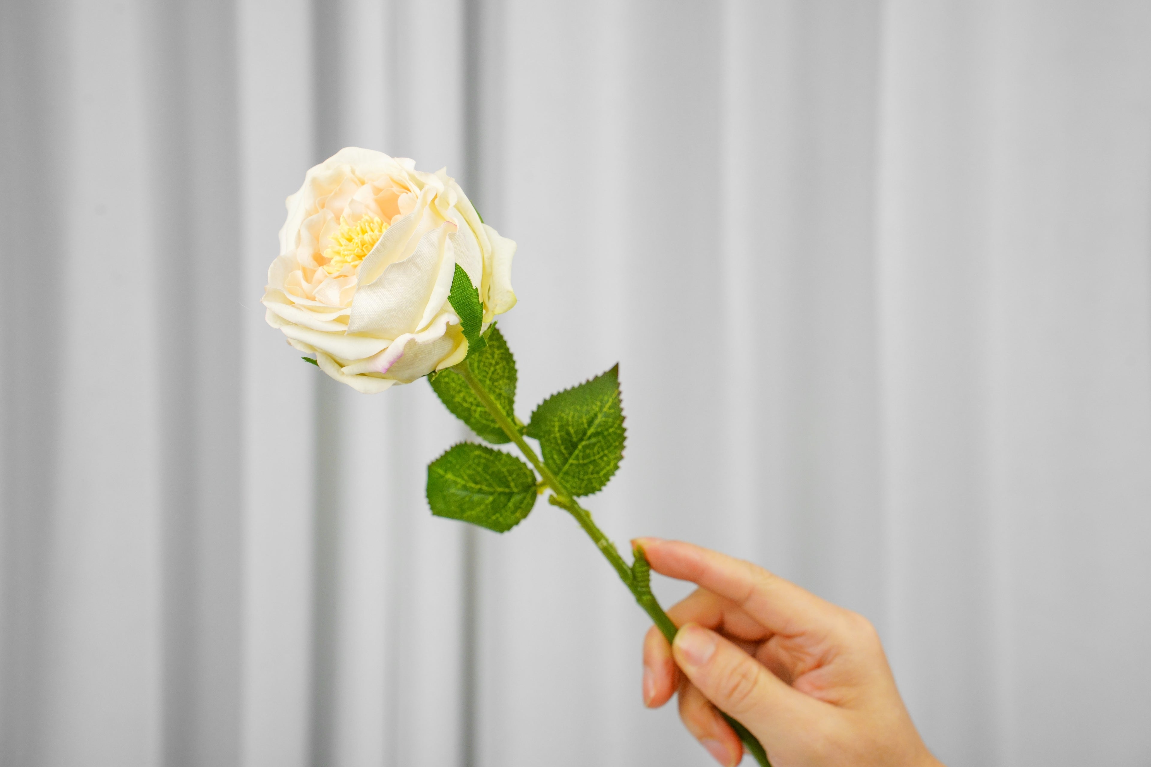 Aurelia Austin Rose Stem, 44 cm