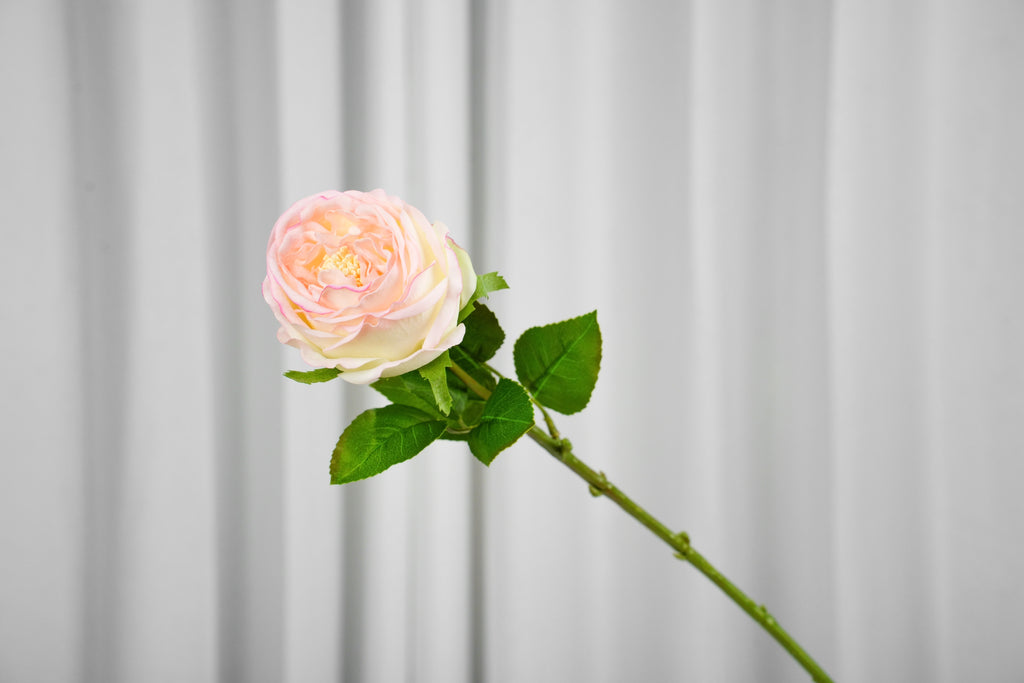 Aurelia Austin Rose Stem, 44 cm