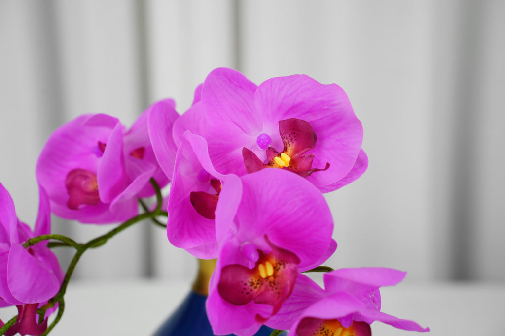 Petite Phalaenopsis Orchid Stem, 45 cm (5 heads)
