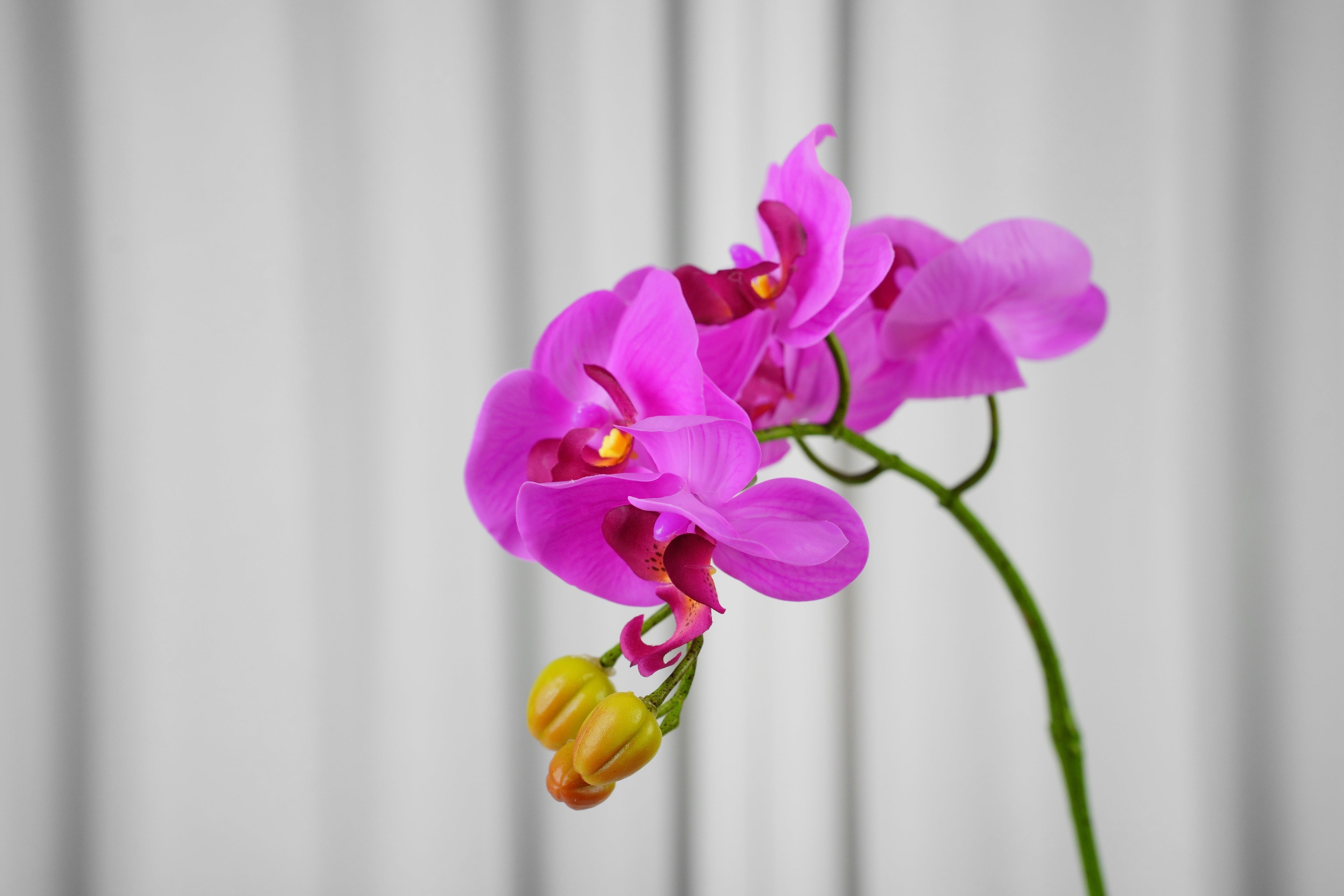 Petite Phalaenopsis Orchid Stem, 45 cm (5 heads)