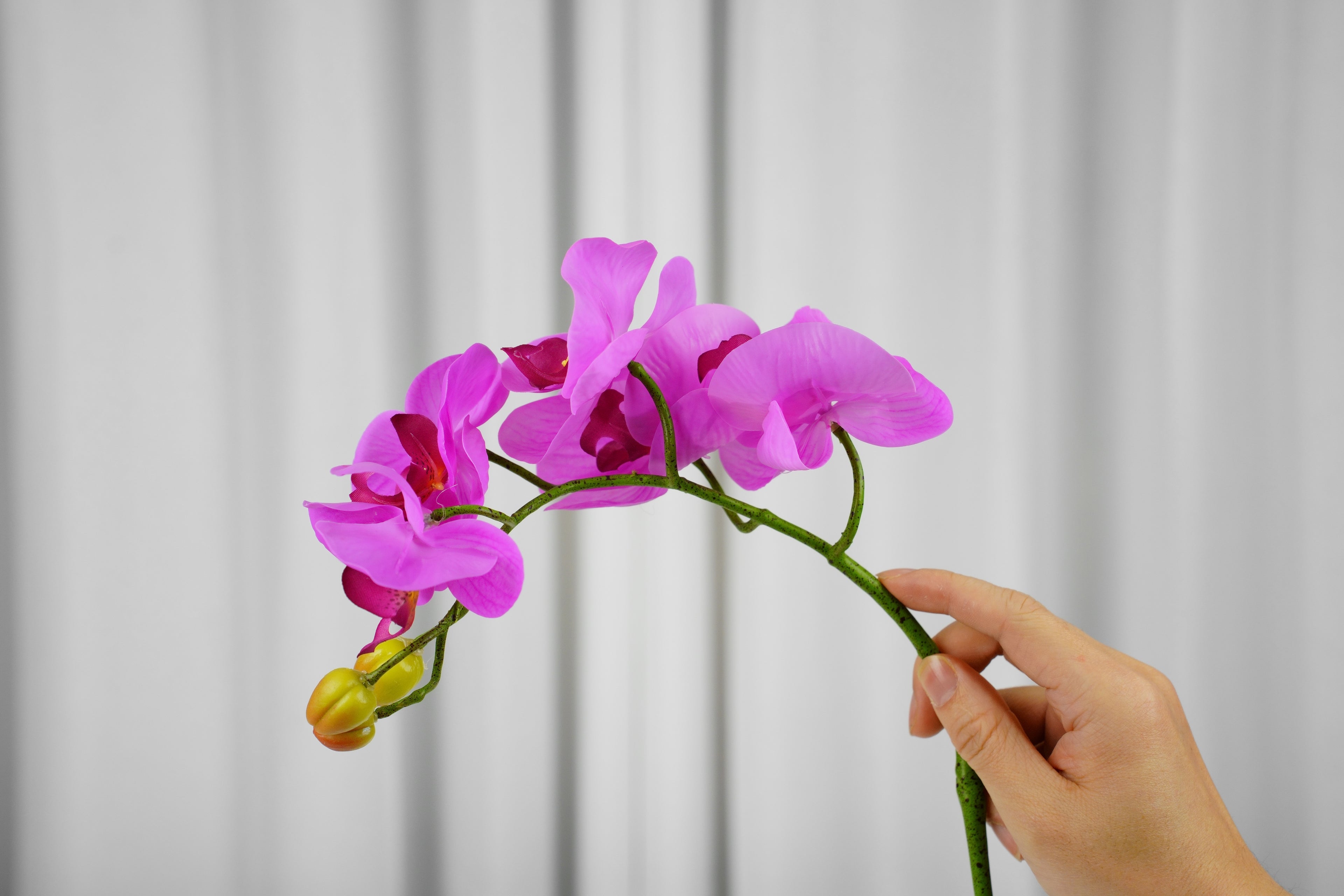 Petite Phalaenopsis Orchid Stem, 45 cm (5 heads)