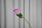 Empress Rose Stem, 44 cm