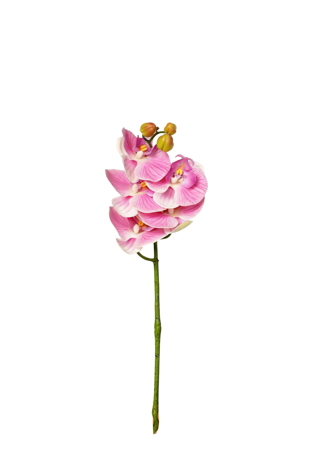 Petite Phalaenopsis Orchid Stem, 45 cm (5 heads)