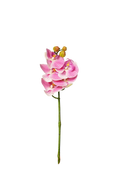 Petite Phalaenopsis Orchid Stem, 45 cm (5 heads)