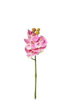 Petite Phalaenopsis Orchid Stem, 45 cm (5 heads)