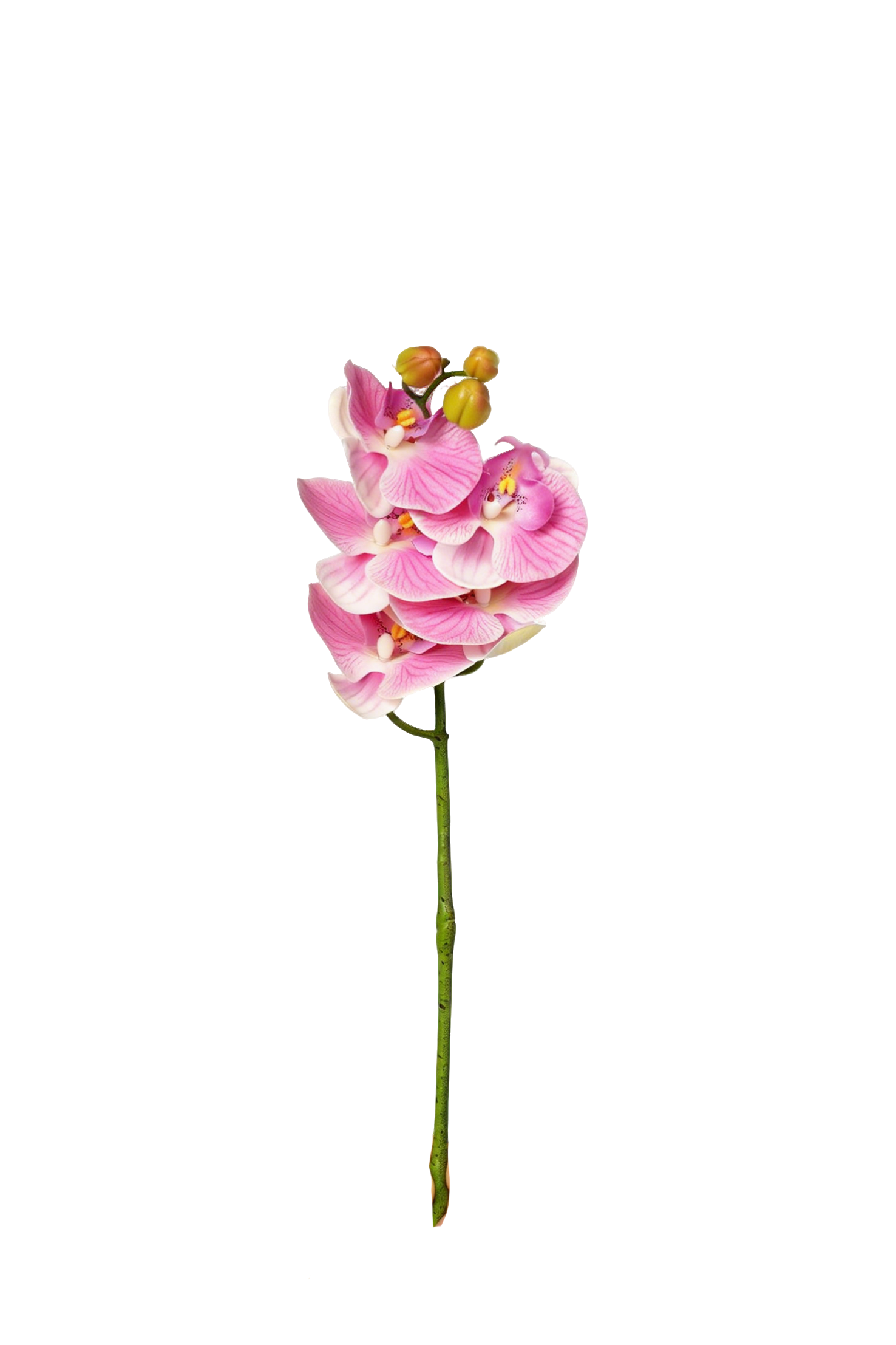 Petite Phalaenopsis Orchid Stem, 45 cm (5 heads)