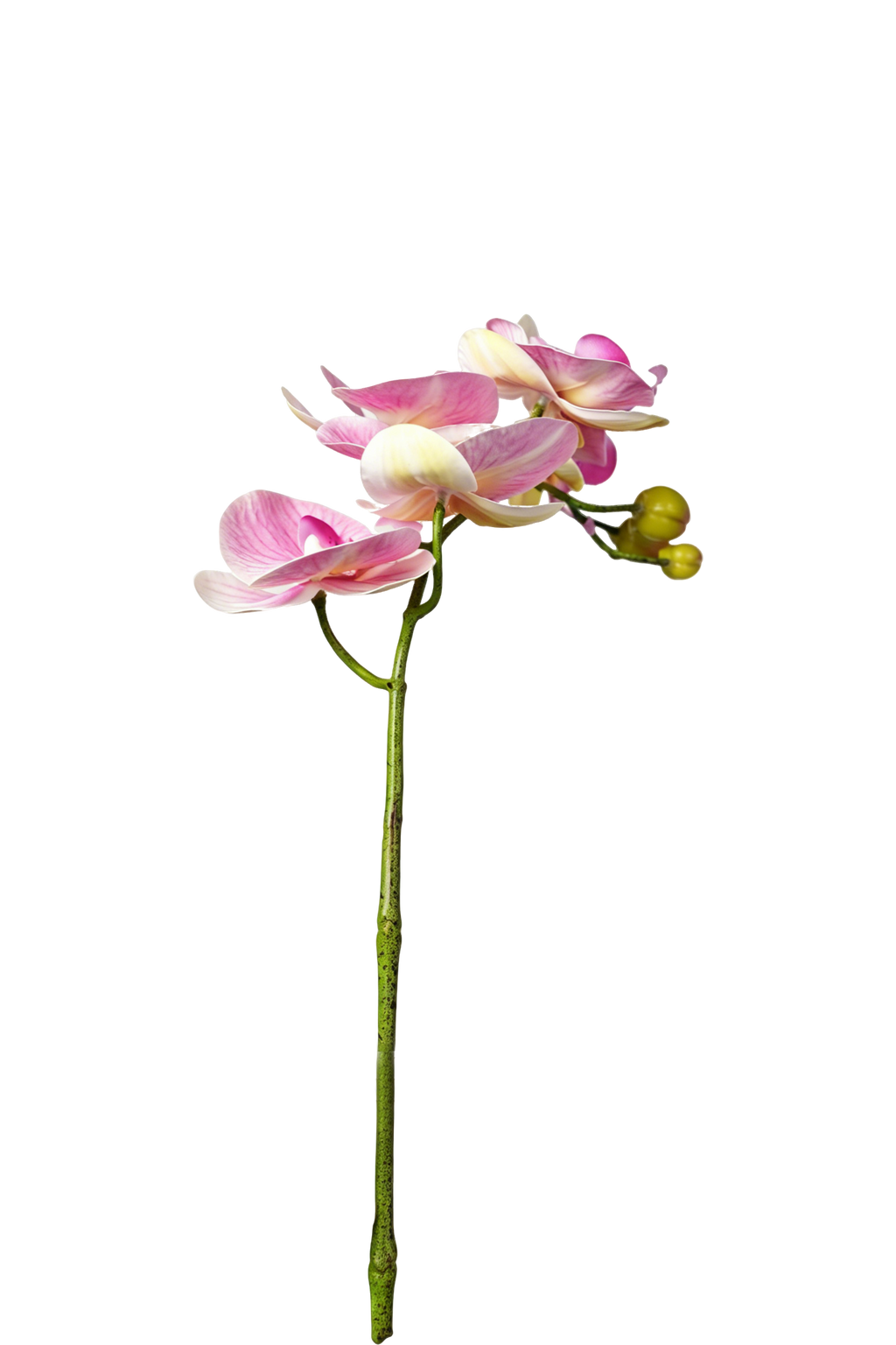 Petite Phalaenopsis Orchid Stem, 45 cm (5 heads)
