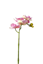 Petite Phalaenopsis Orchid Stem, 45 cm (5 heads)
