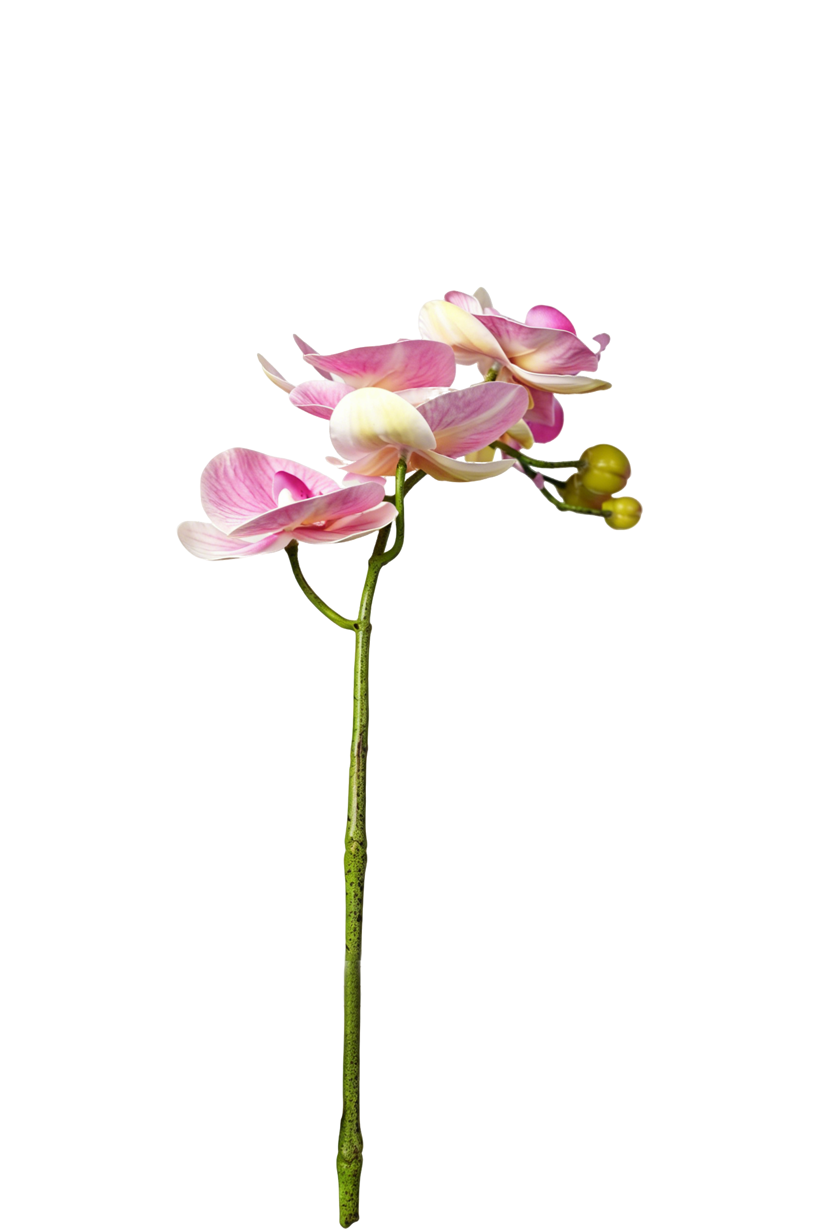 Petite Phalaenopsis Orchid Stem, 45 cm (5 heads)