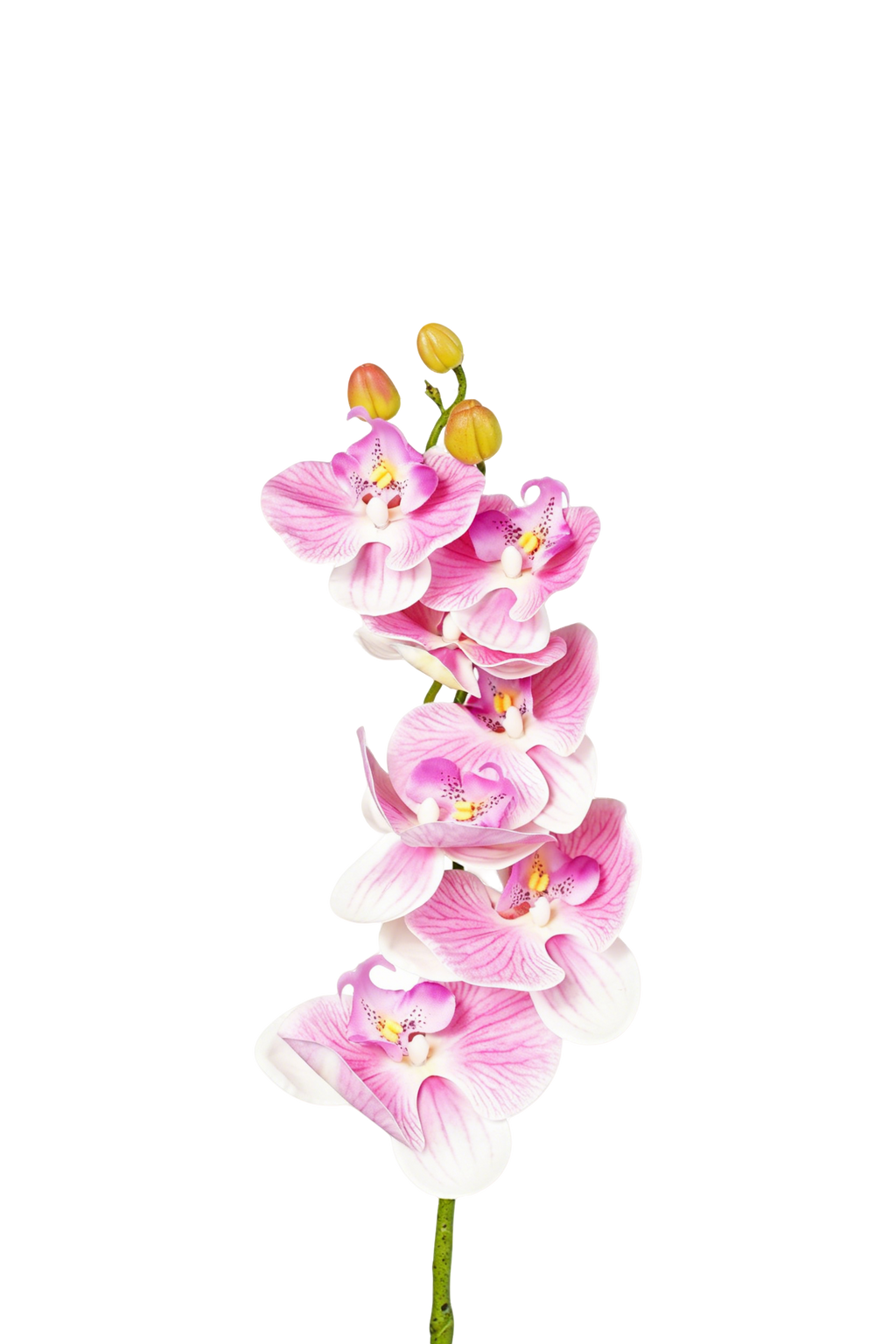 Phalaenopsis Orchid Stem, 85 cm (7 heads)