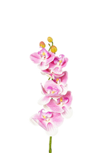 Phalaenopsis Orchid Stem, 85 cm (7 heads)