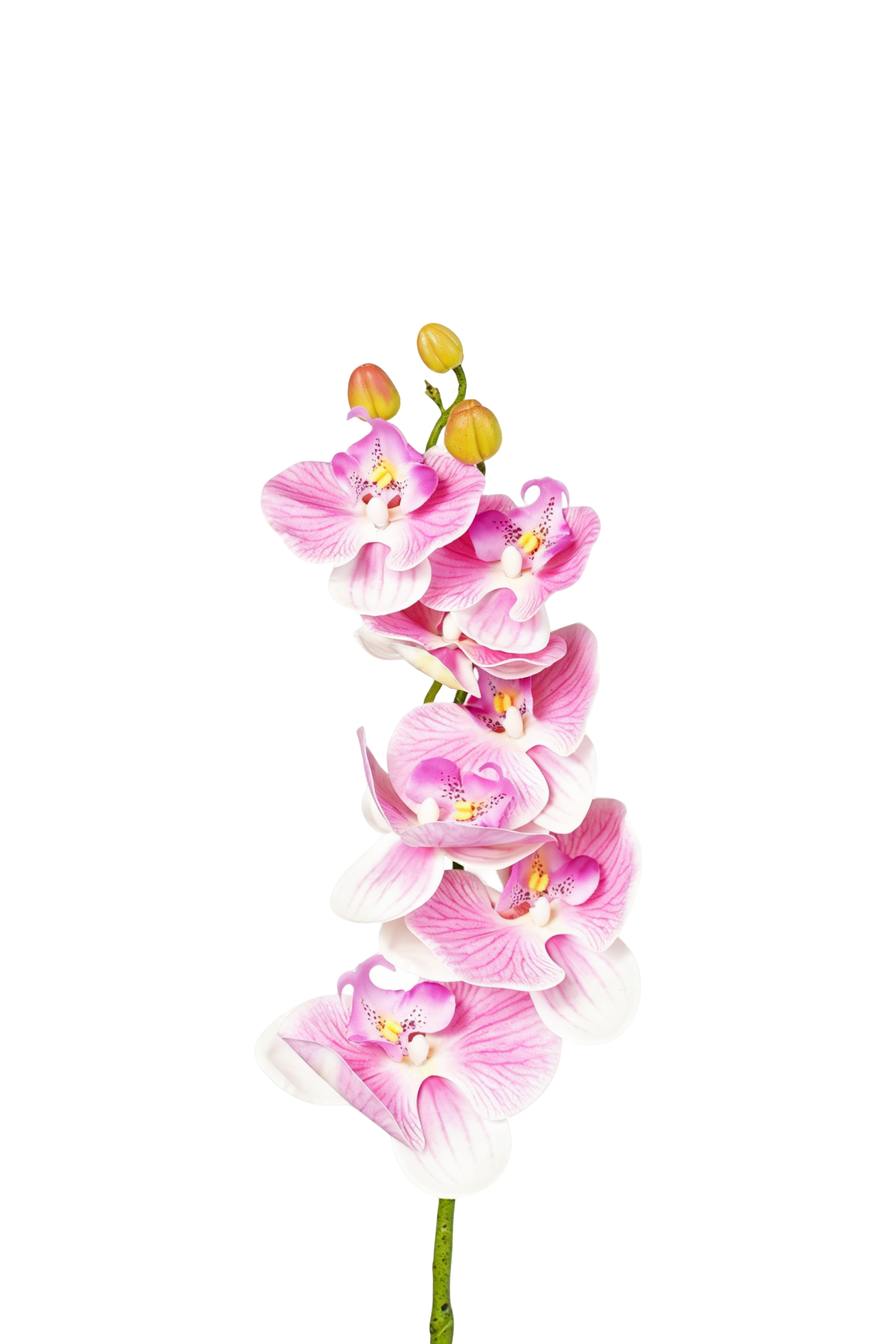 Phalaenopsis Orchid Stem, 85 cm (7 heads)
