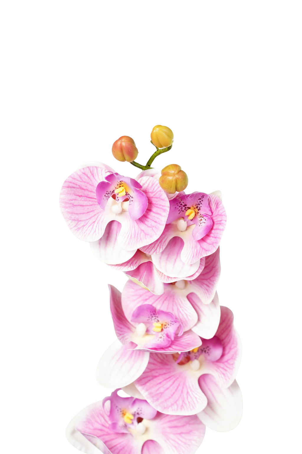 Phalaenopsis Orchid Stem, 85 cm (7 heads)