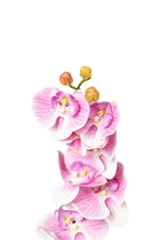 Phalaenopsis Orchid Stem, 85 cm (7 heads)