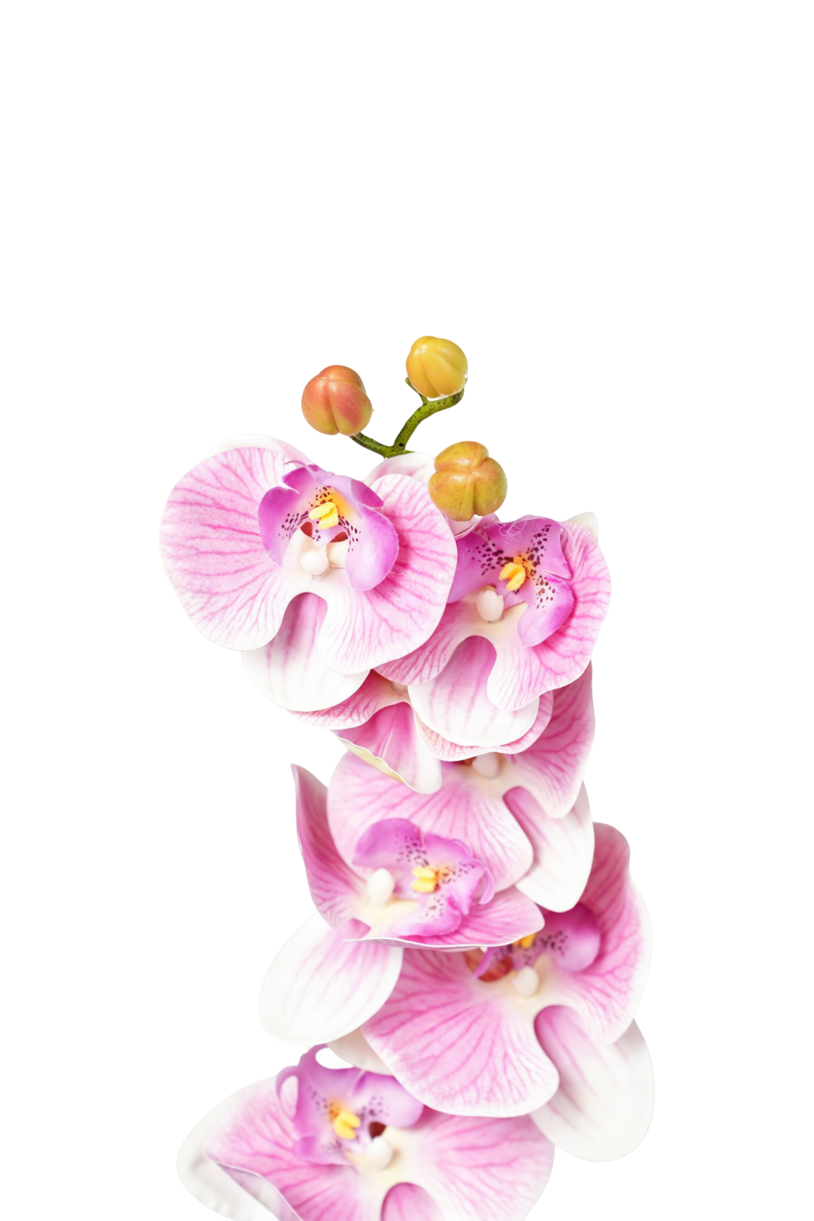 Phalaenopsis Orchid Stem, 85 cm (7 heads)