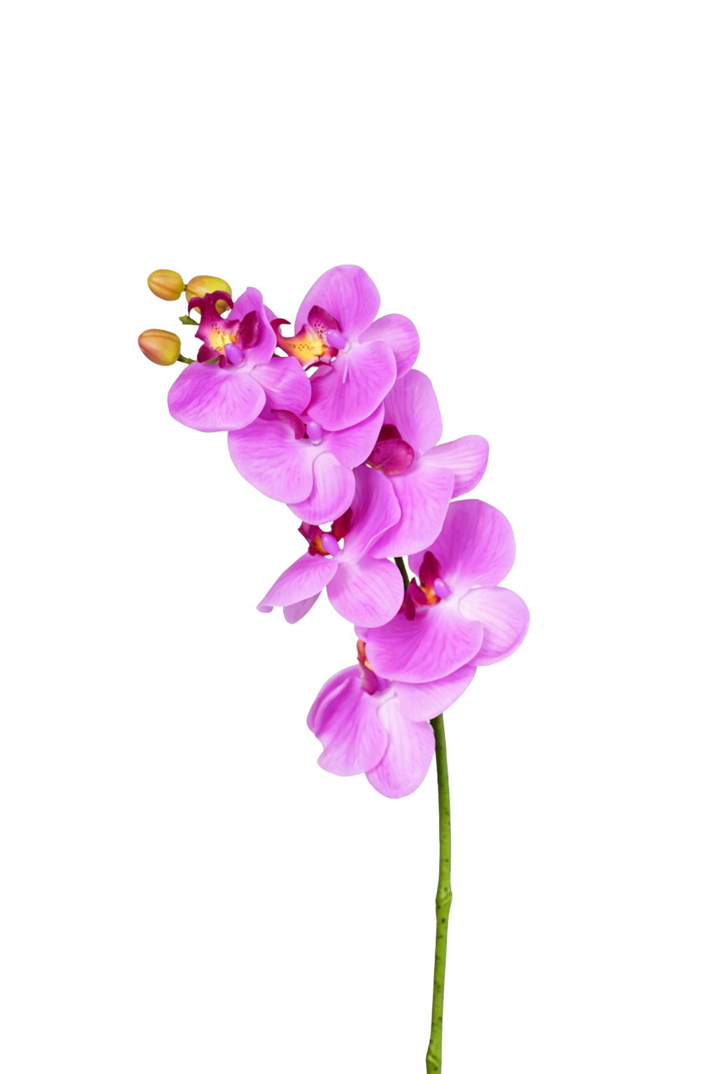 Phalaenopsis Orchid Stem, 85 cm (7 heads)