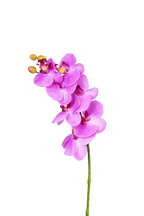 Phalaenopsis Orchid Stem, 85 cm (7 heads)