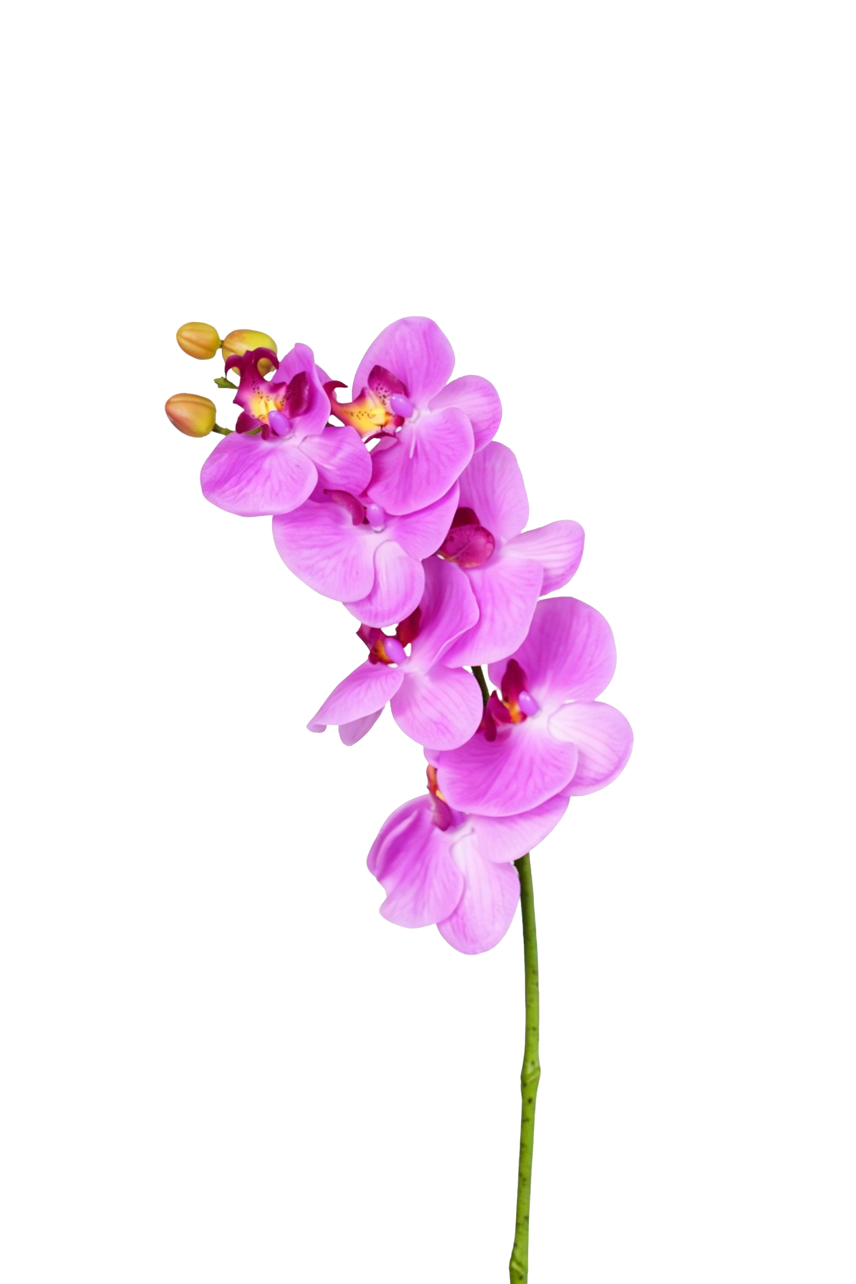 Phalaenopsis Orchid Stem, 85 cm (7 heads)