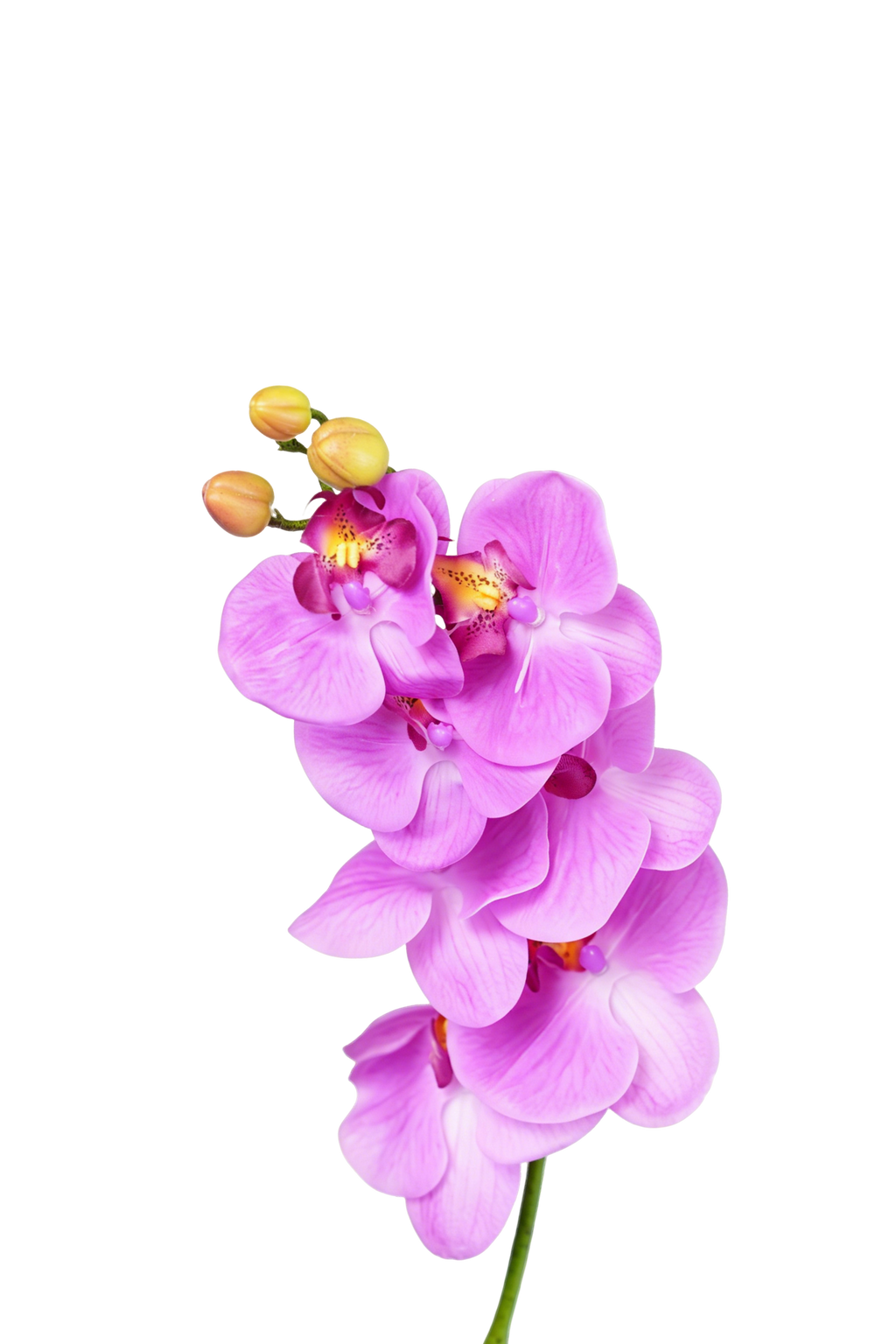 Phalaenopsis Orchid Stem, 85 cm (7 heads)