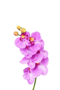 Phalaenopsis Orchid Stem, 85 cm (7 heads)