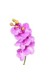 Phalaenopsis Orchid Stem, 85 cm (7 heads)
