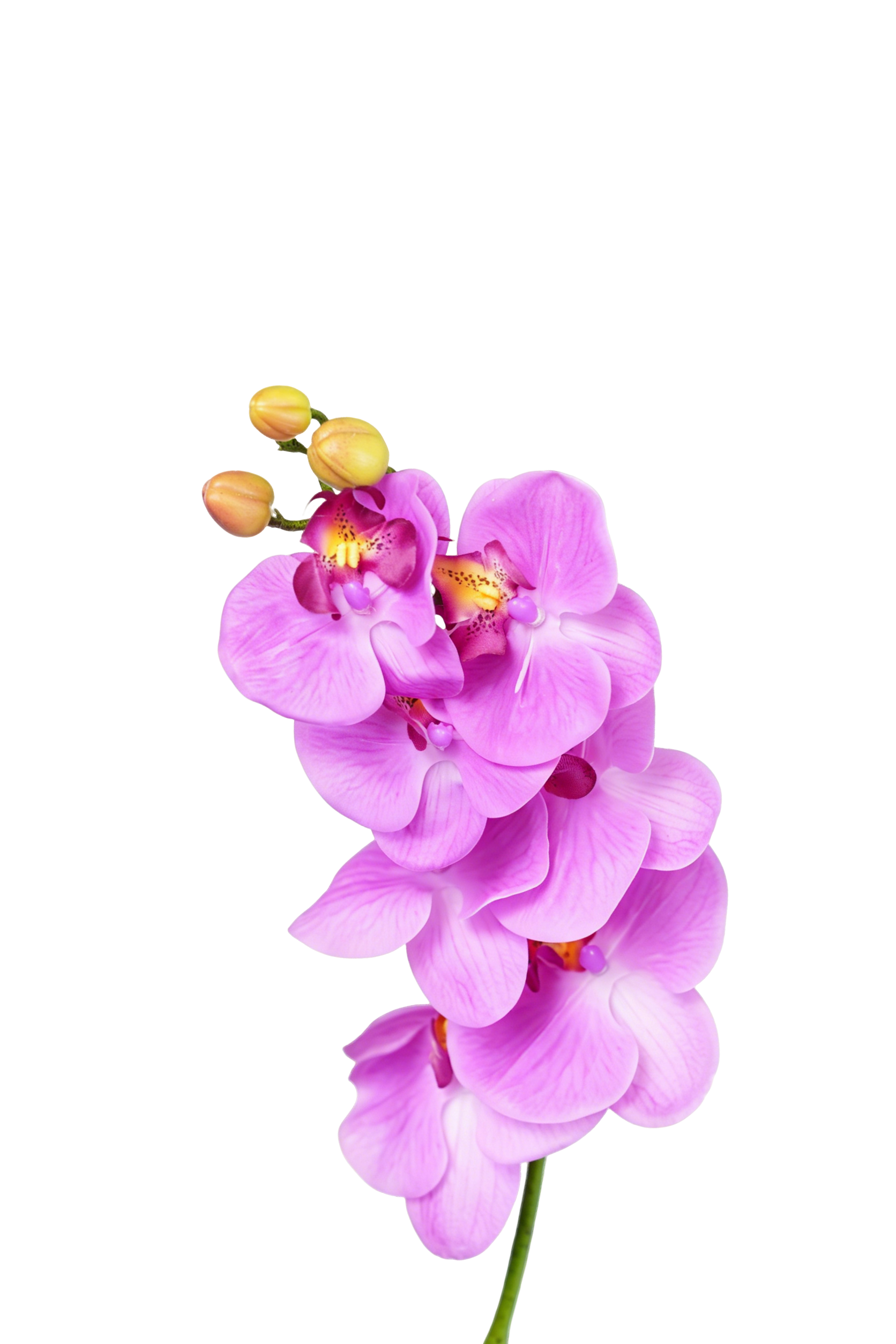 Phalaenopsis Orchid Stem, 85 cm (7 heads)
