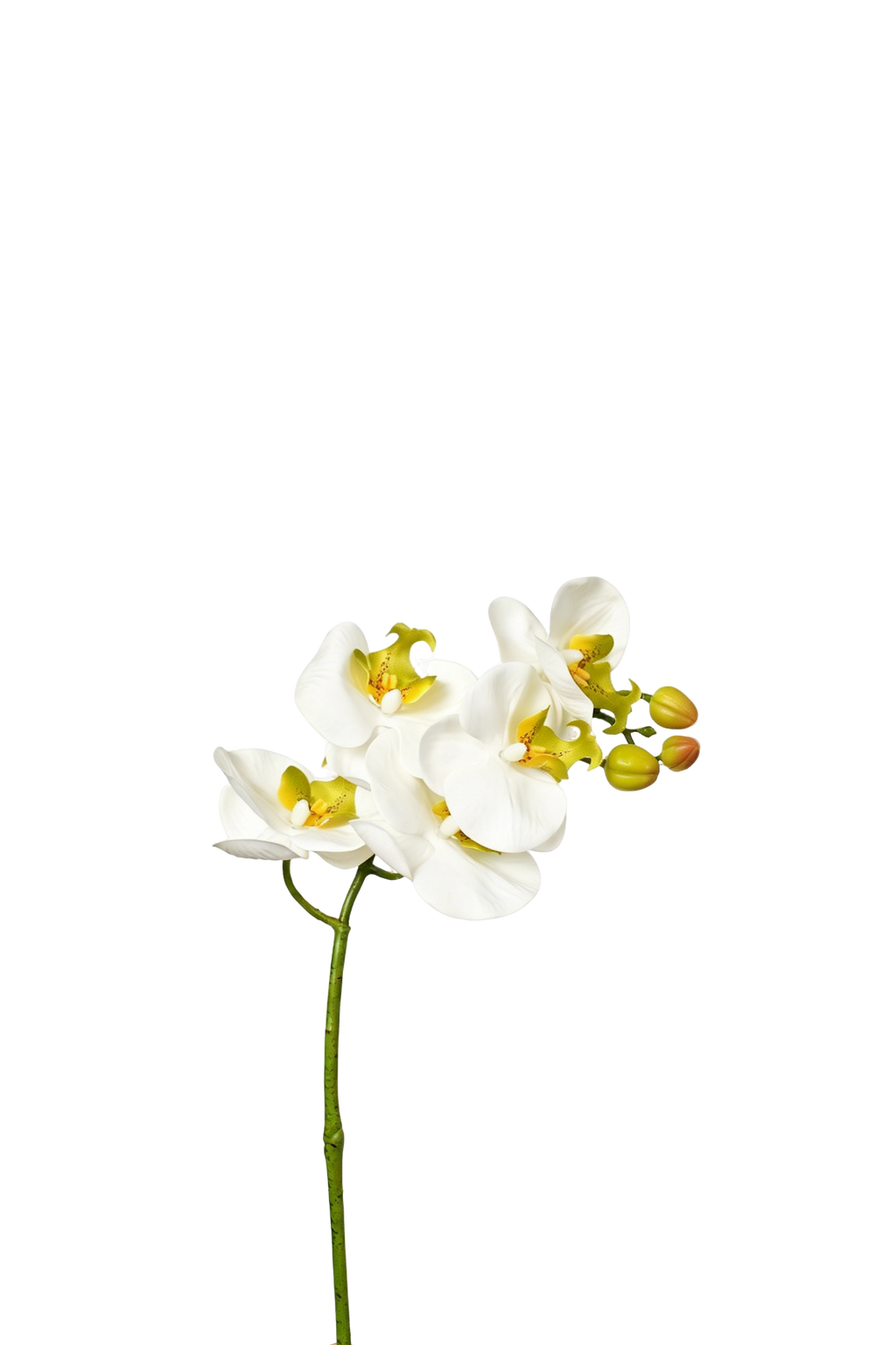 Petite Phalaenopsis Orchid Stem, 45 cm (5 heads)