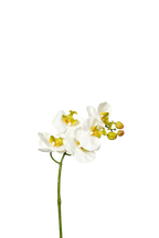 Petite Phalaenopsis Orchid Stem, 45 cm (5 heads)