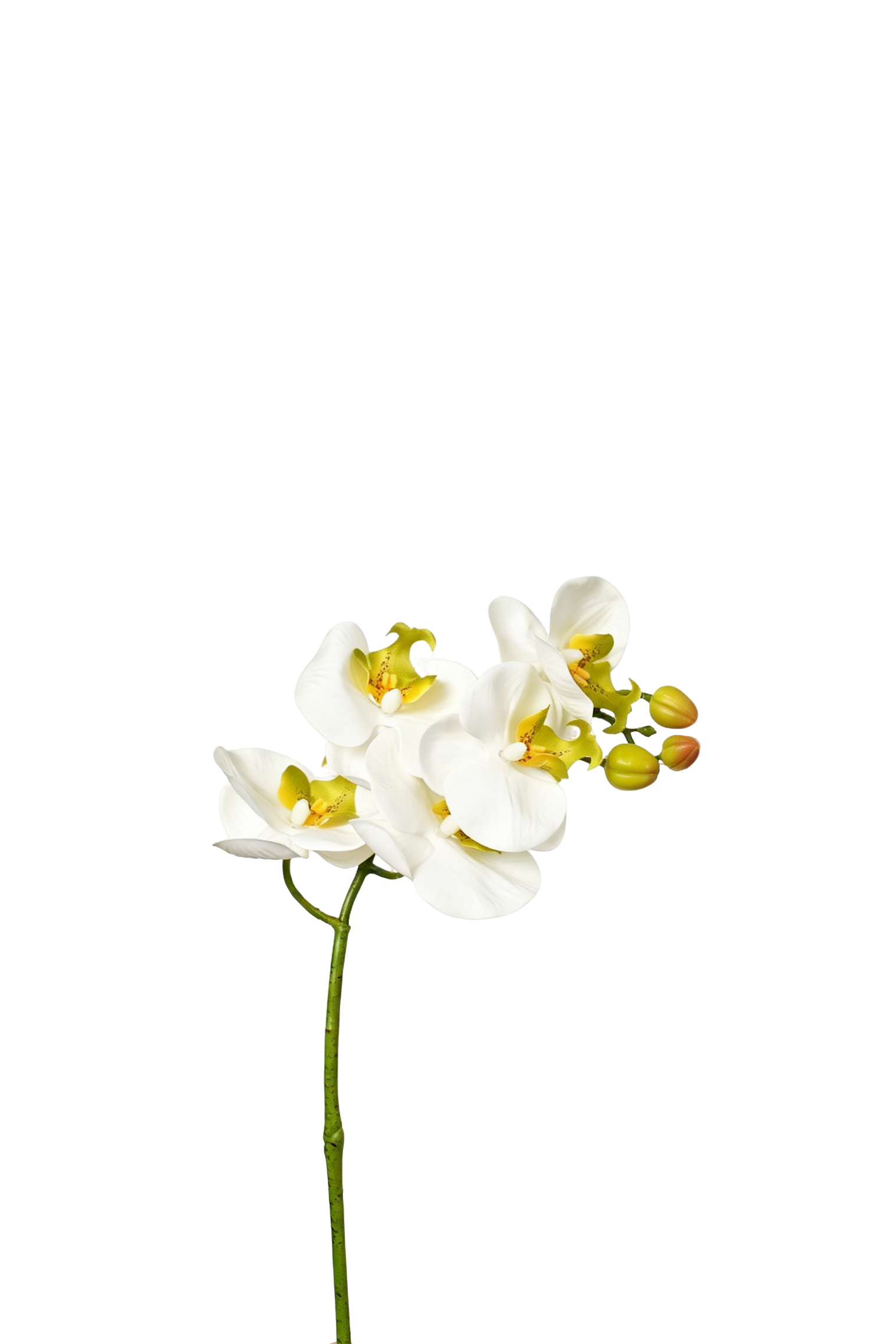 Petite Phalaenopsis Orchid Stem, 45 cm (5 heads)