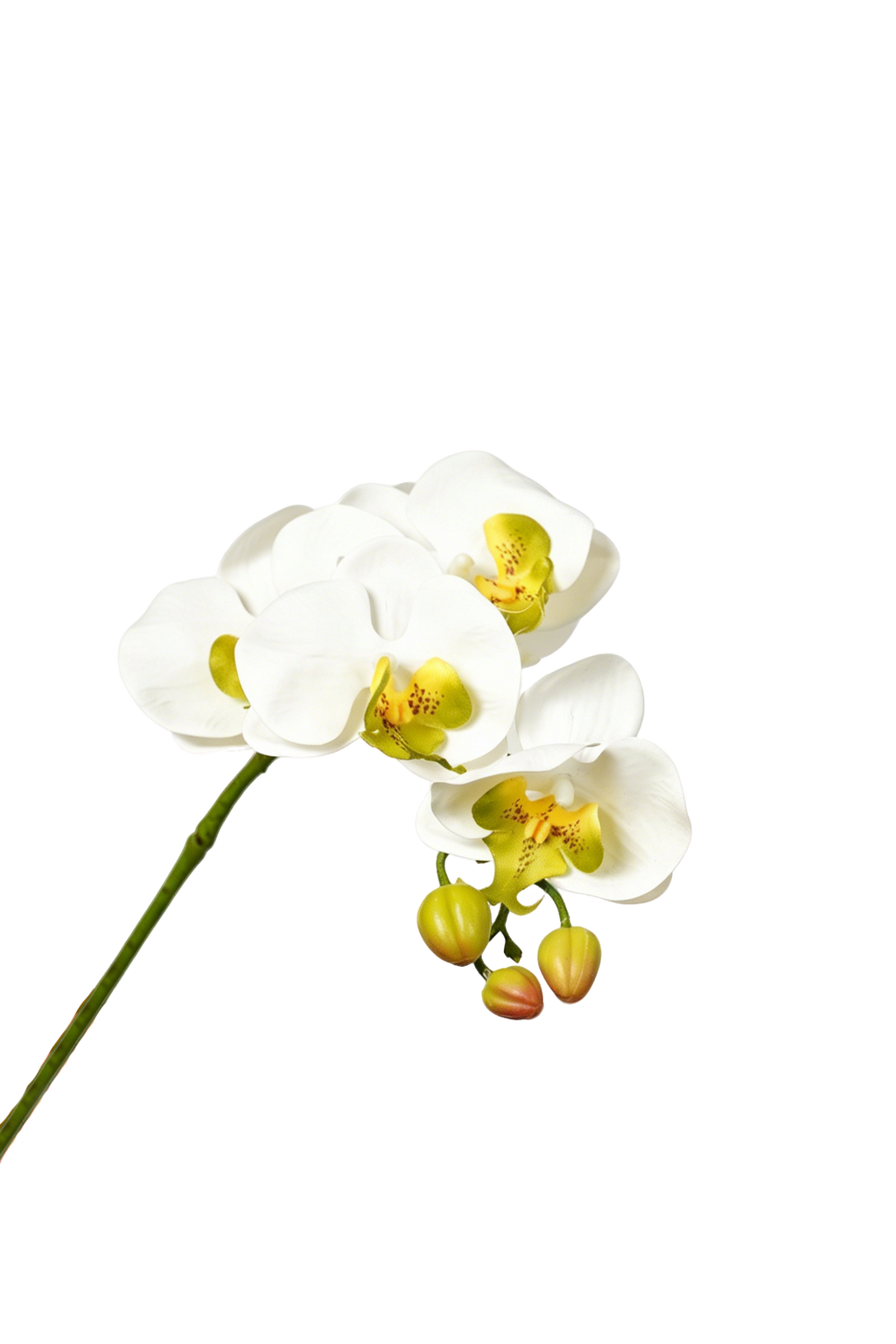 Petite Phalaenopsis Orchid Stem, 45 cm (5 heads)