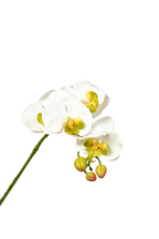 Petite Phalaenopsis Orchid Stem, 45 cm (5 heads)