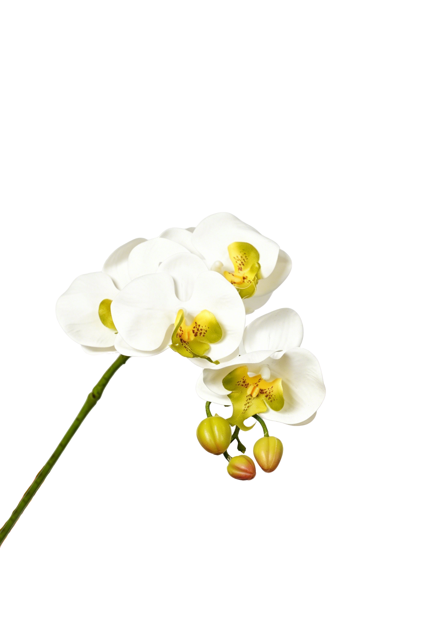 Petite Phalaenopsis Orchid Stem, 45 cm (5 heads)