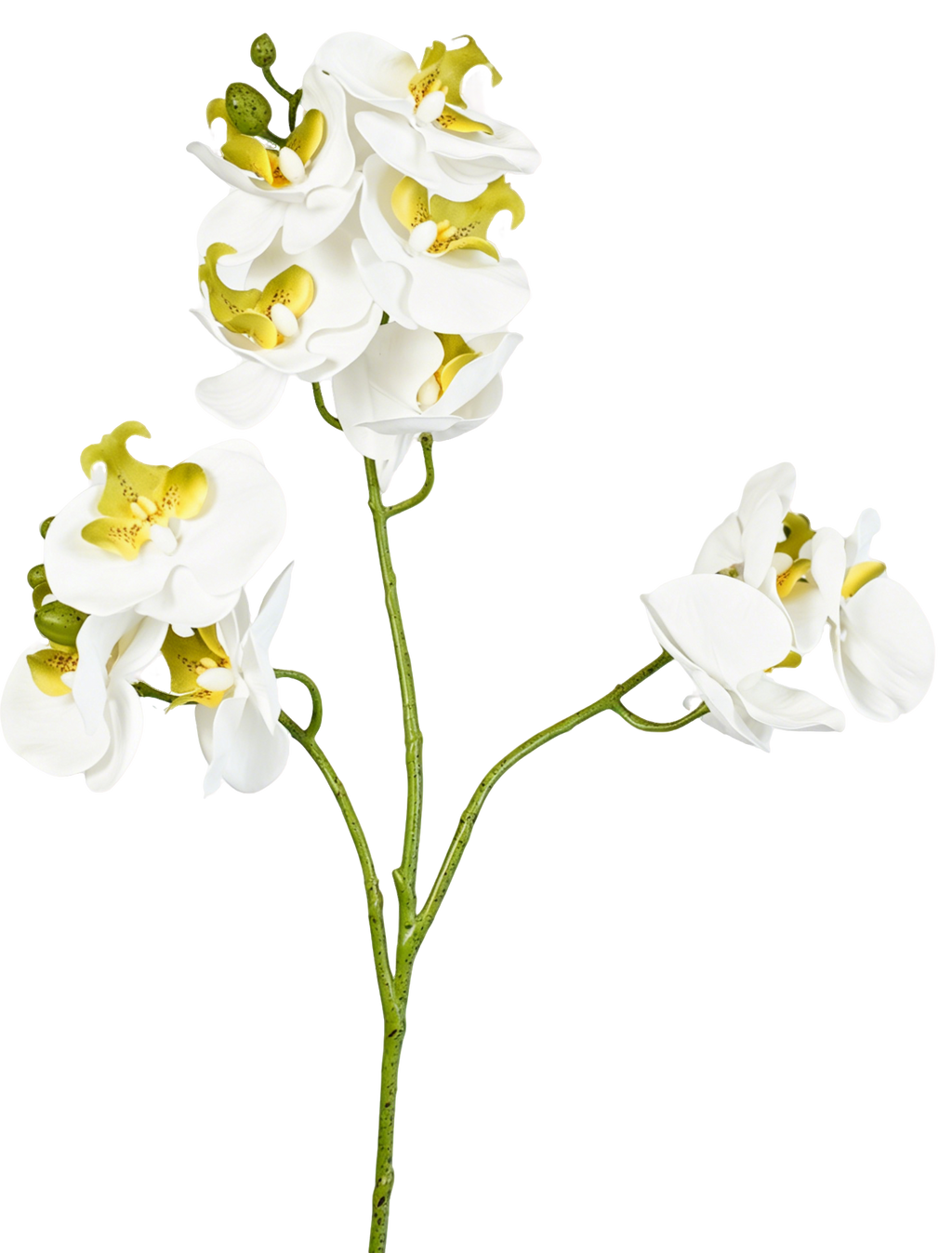Full Phalaenopsis Orchid Stem, 54 cm (11 heads, 3 branches)