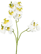 Full Phalaenopsis Orchid Stem, 54 cm (11 heads, 3 branches)