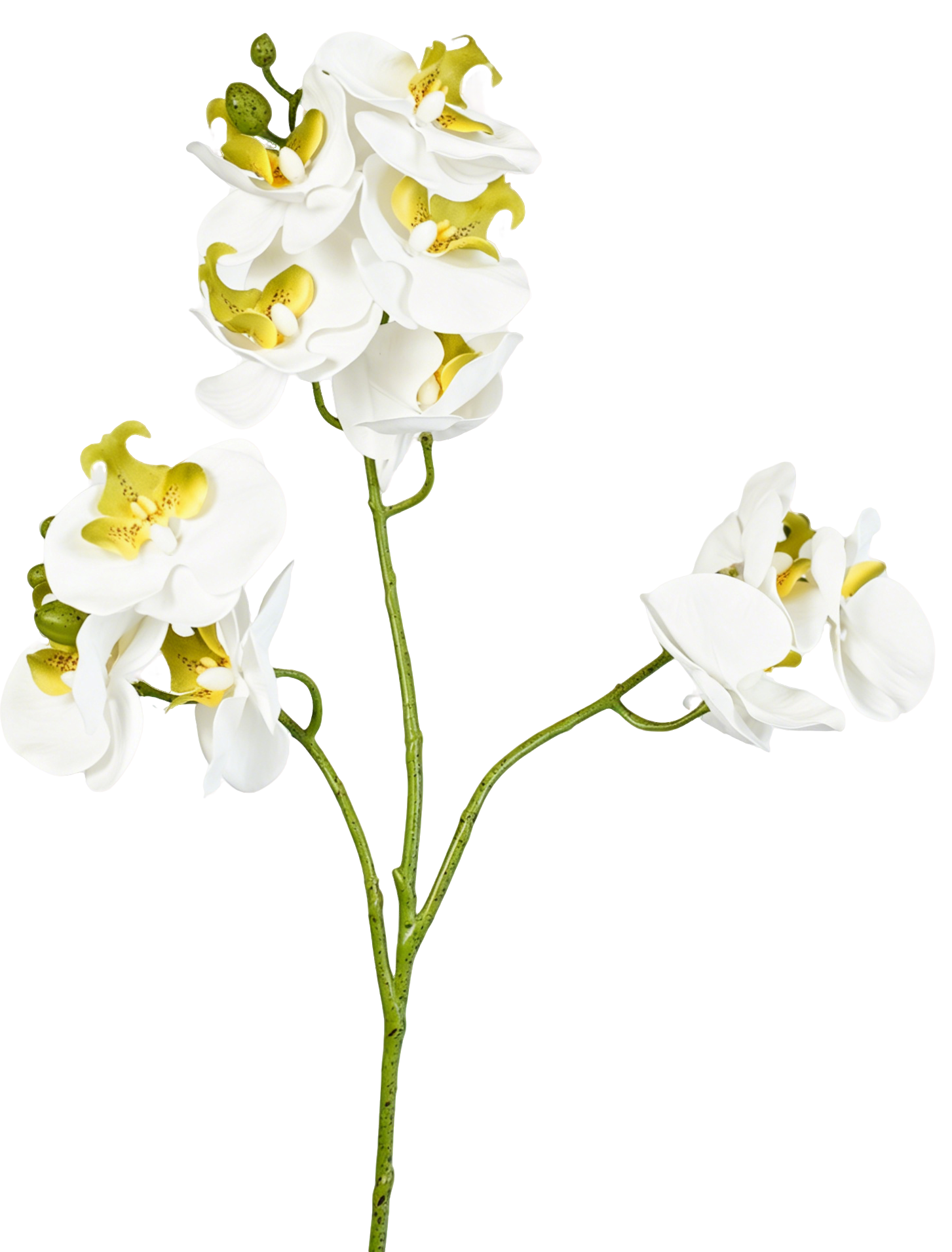 Full Phalaenopsis Orchid Stem, 54 cm (11 heads, 3 branches)