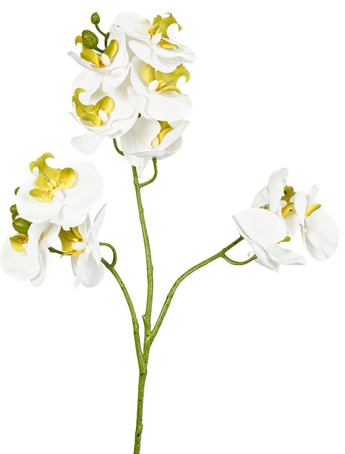 Full Phalaenopsis Orchid Stem, 54 cm (11 heads, 3 branches)