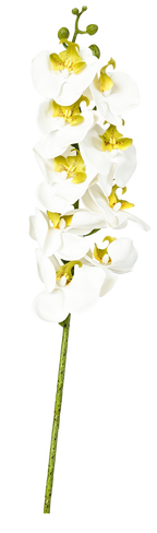 White Phalaenopsis Orchid, 98cm (9 Heads)