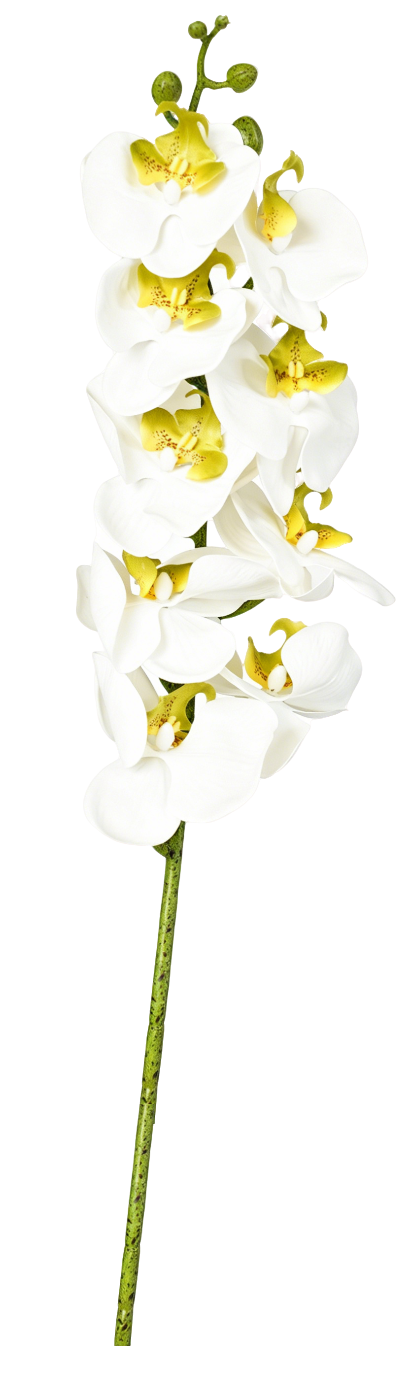 White Phalaenopsis Orchid, 98cm (9 Heads)