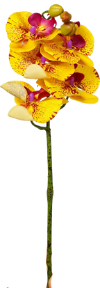Petite Phalaenopsis Orchid Stem, 45 cm (5 heads)