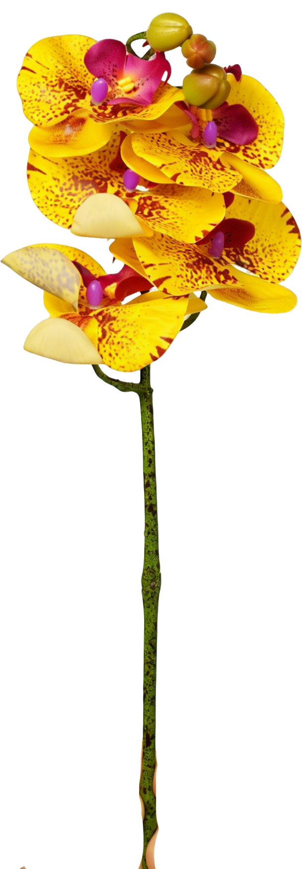 Petite Phalaenopsis Orchid Stem, 45 cm (5 heads)