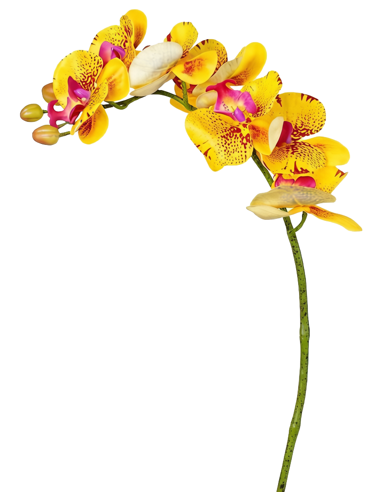 Phalaenopsis Orchid Stem, 85 cm (7 heads)