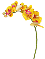 Phalaenopsis Orchid Stem, 85 cm (7 heads)