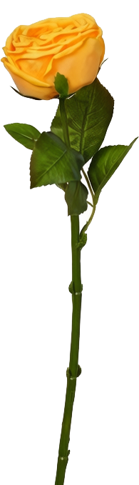 Empress Rose Stem, 44 cm