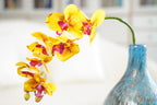 Phalaenopsis Orchid Stem, 85 cm (7 heads)
