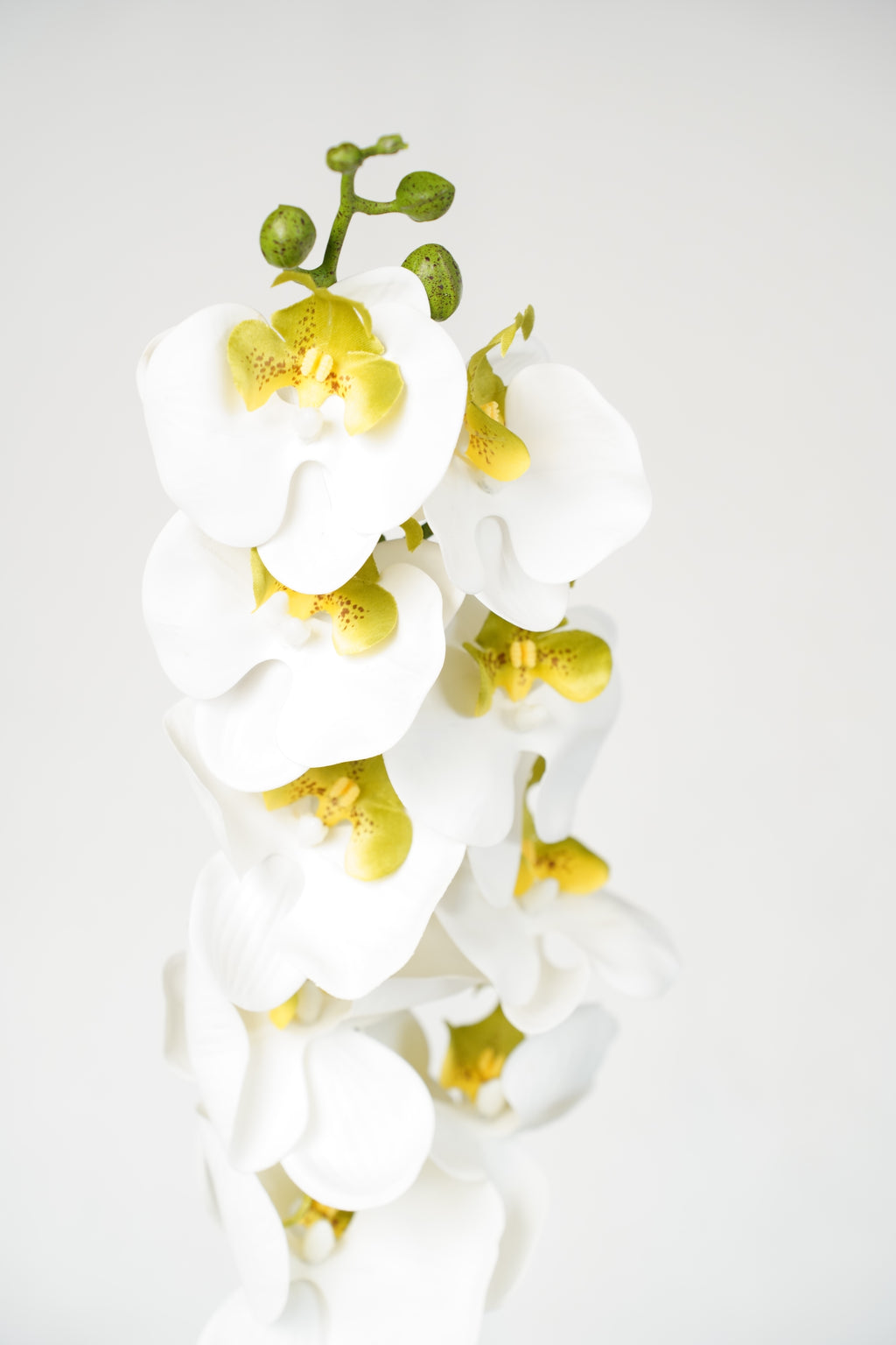 White Phalaenopsis Orchid, 98cm (9 Heads)