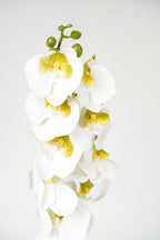 White Phalaenopsis Orchid, 98cm (9 Heads)