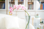 Phalaenopsis Orchid Stem, 85 cm (7 heads)