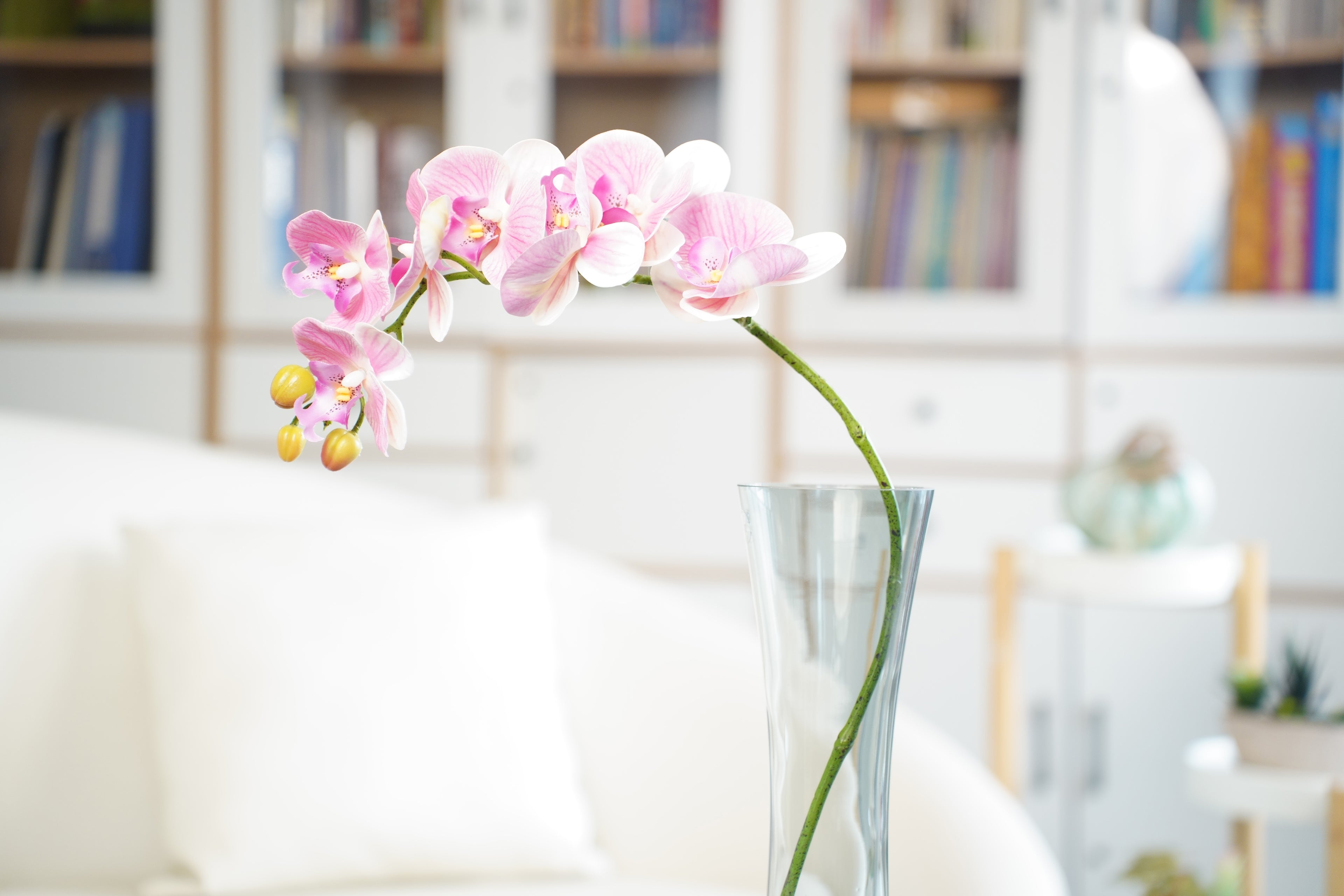 Phalaenopsis Orchid Stem, 85 cm (7 heads)
